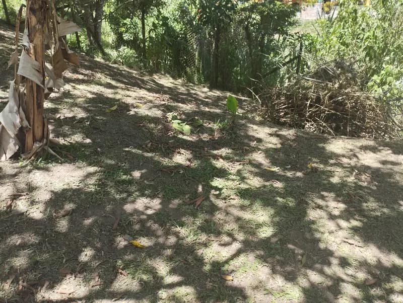 🌳 SE VENDE EXCELENTE LOTE EN COPACABANA 5